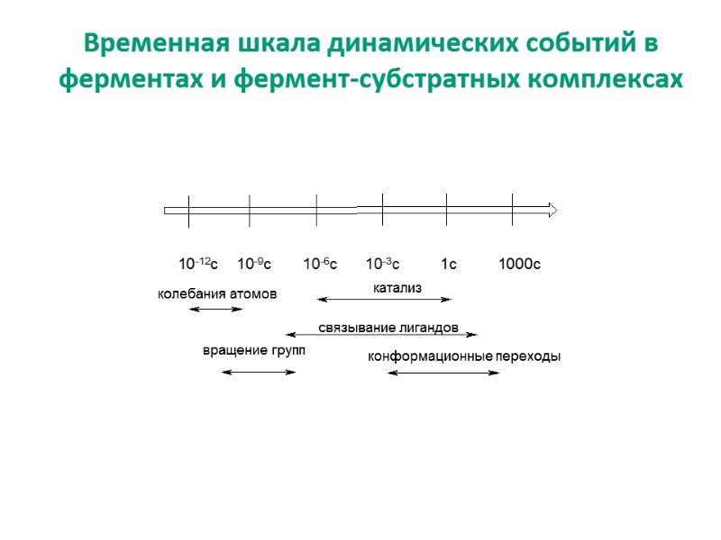 колебания атомов катализ связывание лигандов конформационные переходы вращение групп Временная шкала динамических событий в